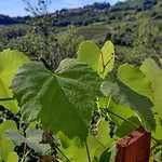 Dal Rosso Guest house