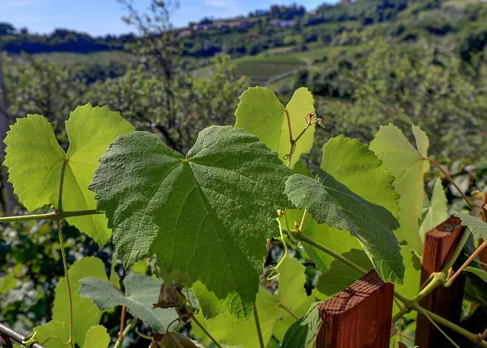 Dal Rosso Maison d'hôtes